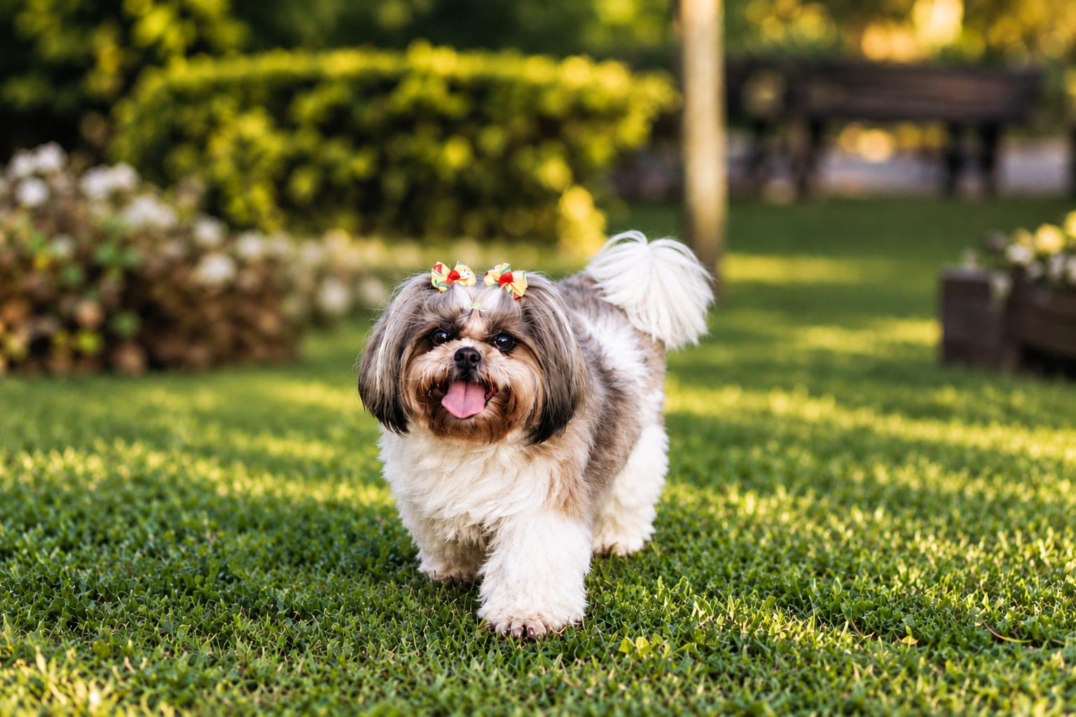 Cacau, uma shih-tzu com laços no topo da cabeça, caminhando na grama
